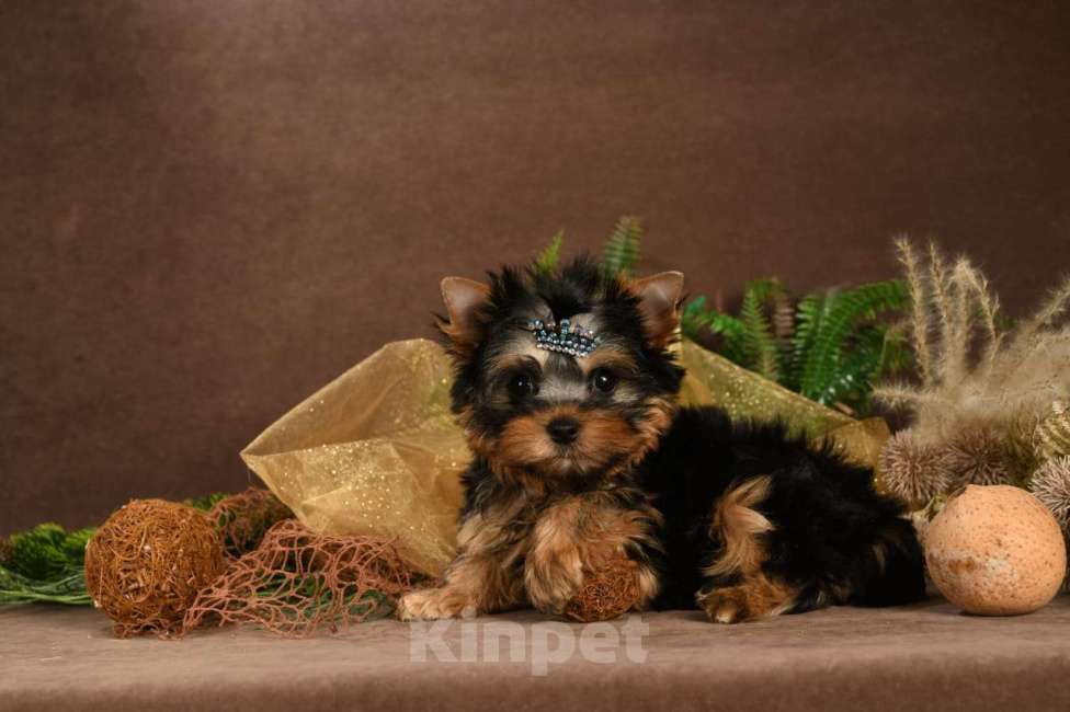 Собаки в Красногорске: Продам щенков  Девочка, 35 000 руб. - фото 1