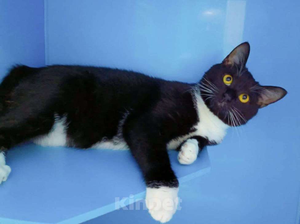 Кошки в Москве: Йенифер никто не замечает  Девочка, Бесплатно - фото 3