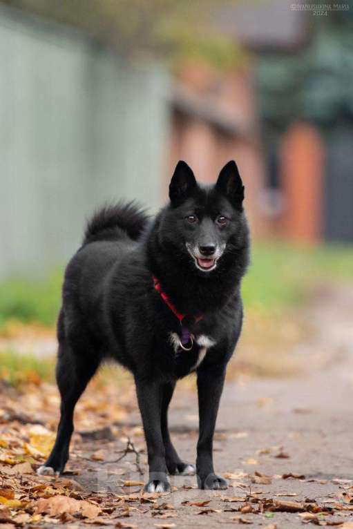 Собаки в Лобне: Тесси улыбается, а в глазах такая отчаянная надежда...Тесси очень нужен дом Девочка, Бесплатно - фото 3