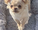 Собаки в Санкт-Петербурге: Питомник предлагает щенка чихуа Девочка, 45 000 руб. - фото 5