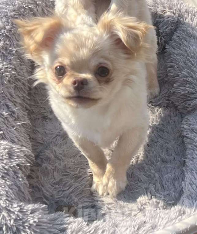 Собаки в Санкт-Петербурге: Питомник предлагает щенка чихуа Девочка, 45 000 руб. - фото 5