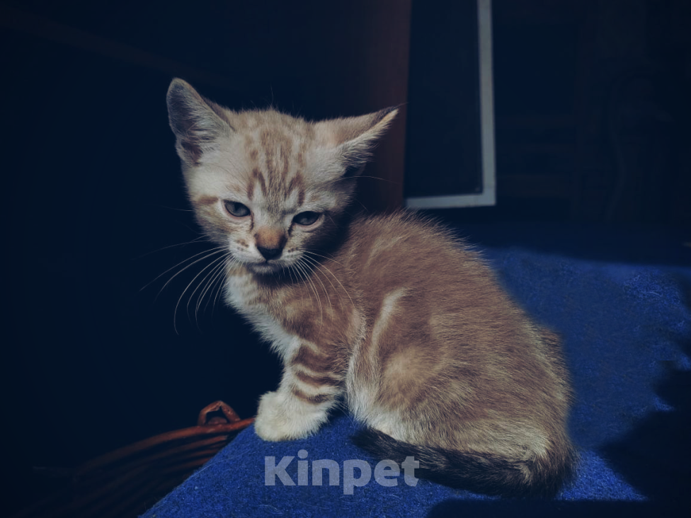 Кошки в Туле: Снежный мальчик Мальчик, 7 000 руб. - фото 5