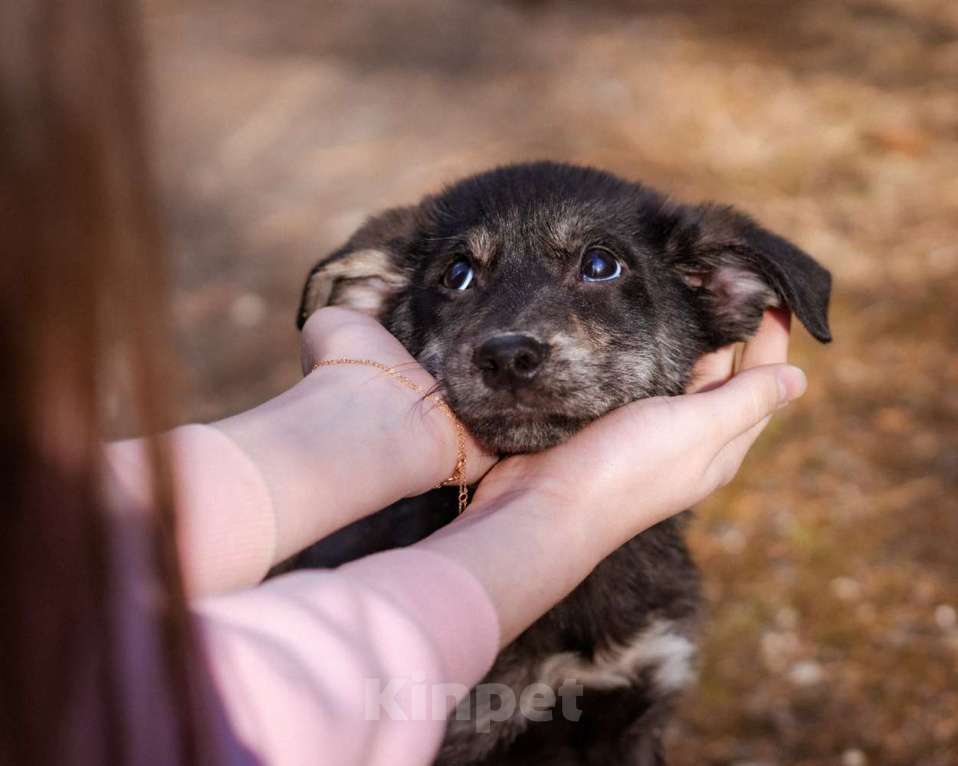 Собаки в Москве: Маленький щенок в поисках семьи Мальчик, Бесплатно - фото 1