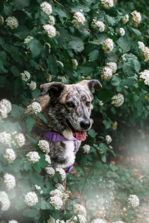 Собаки в Москве: Чудесная Верба ищет семью Девочка, Бесплатно - фото 4