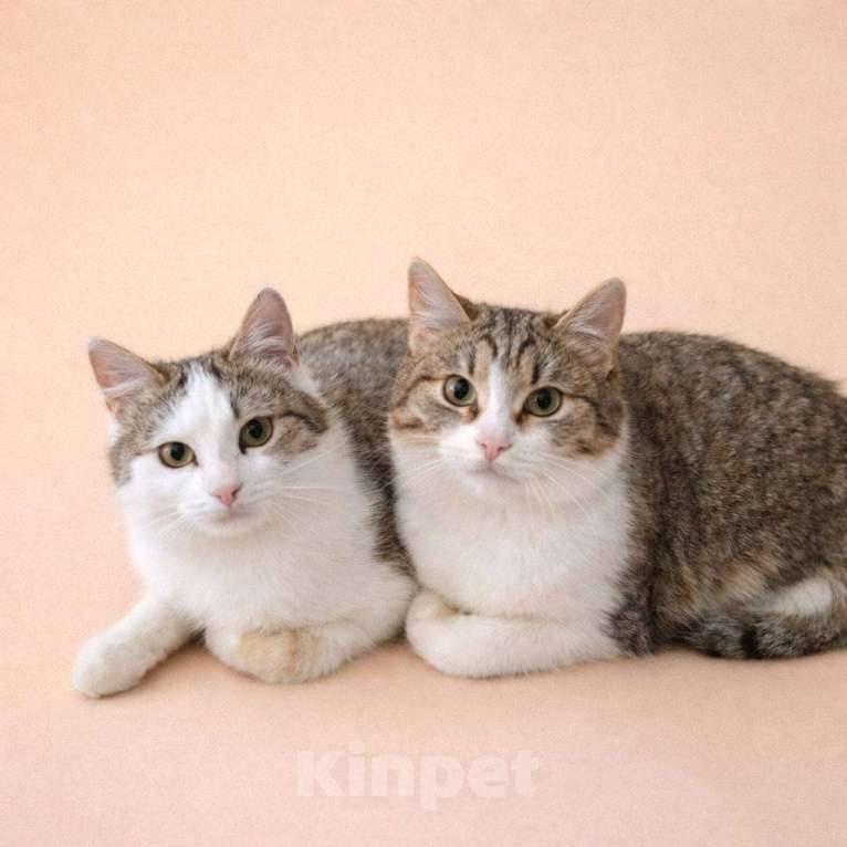 Кошки в Москве: Лилу и Юкки Девочка, Бесплатно - фото 4