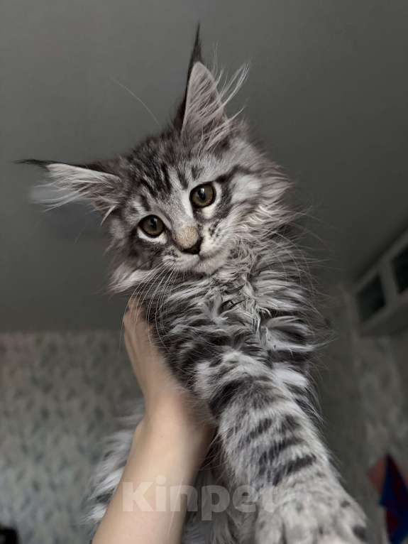 Кошки в Санкт-Петербурге: Котёнок мейн-кун Девочка, 25 000 руб. - фото 3