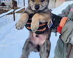 Собаки в Рязани: Щенки чехословацкого влчака Мальчик, 100 000 руб. - фото 5