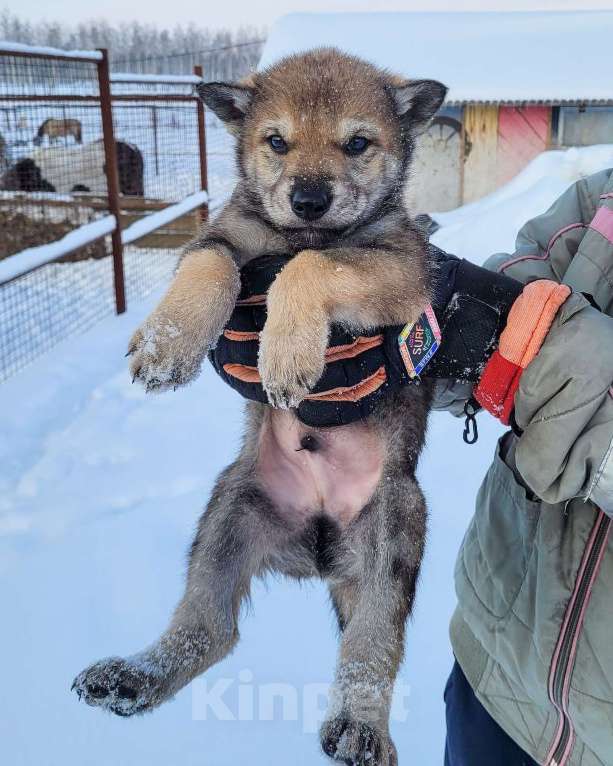Собаки в Рязани: Щенки чехословацкого влчака Мальчик, 100 000 руб. - фото 5