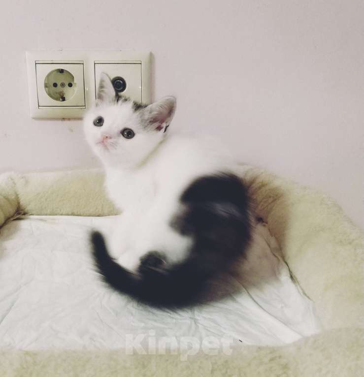 Кошки в Москве: Шотландские плюшевые детки Мальчик, 25 000 руб. - фото 4