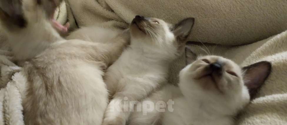 Кошки в других городах Московской области: Котята Девочка, 16 000 руб. - фото 1