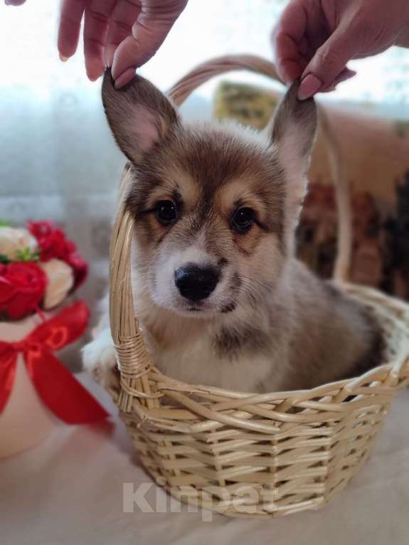 Собаки в Пересвете: Продаётся мальчик красавчик Мальчик, 50 000 руб. - фото 3