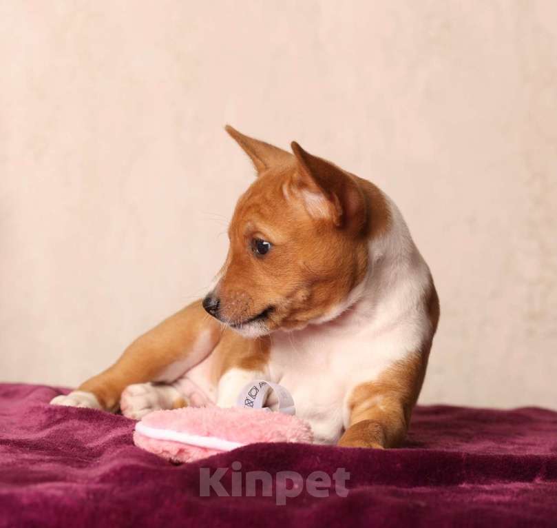 Собаки в Санкт-Петербурге: Щенок басенджи Мальчик, Бесплатно - фото 4