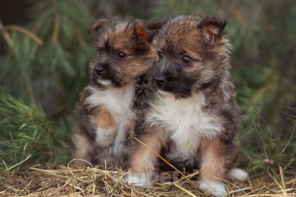 Собаки в Москве: мелкаш Мики в добрые руки Мальчик, Бесплатно - фото 3