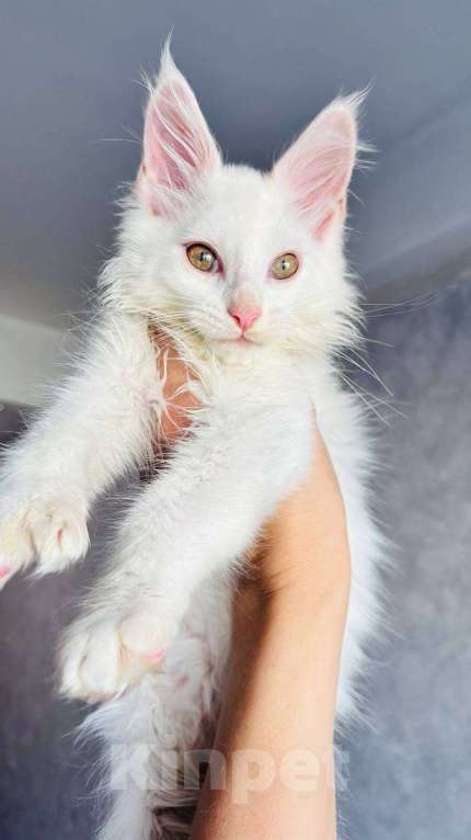 Кошки в Санкт-Петербурге: Котят мейн-куна Мальчик, 25 000 руб. - фото 2