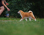Собаки в Одинцово: Очаровательная девочка Акита-ину  Девочка, Бесплатно - фото 4