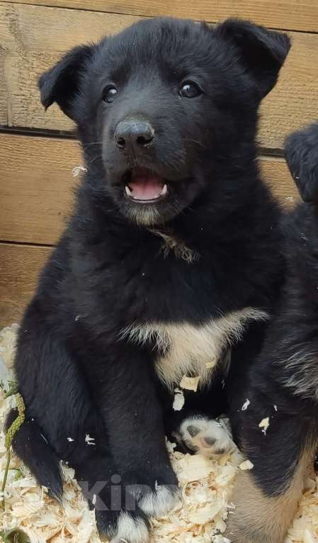 Собаки в Санкт-Петербурге: Отдам щенка бесплатно Мальчик, Бесплатно - фото 3