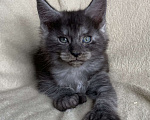 Кошки в Дмитрове: Черный дымчатый кот полидакт Wiking Мальчик, 50 000 руб. - фото 3