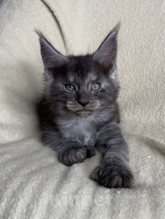 Кошки в Дмитрове: Черный дымчатый кот полидакт Wiking Мальчик, 50 000 руб. - фото 3