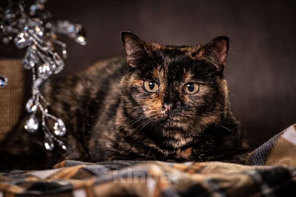 Кошки в Клине: Муся — славная кошечка с необыкновенно красивым окрасом Девочка, Бесплатно - фото 2