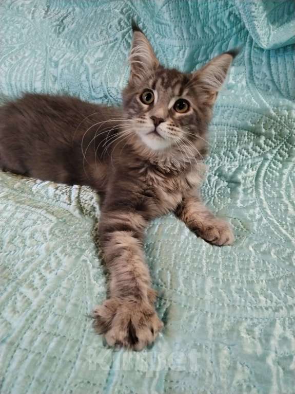 Кошки в Петрозаводске: Котята мейн-кун  Девочка, Бесплатно - фото 7