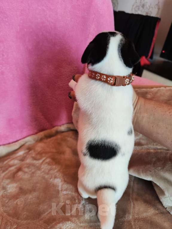 Собаки в Волгограде: Щенок Джек Рассел терьер  Мальчик, 20 000 руб. - фото 4