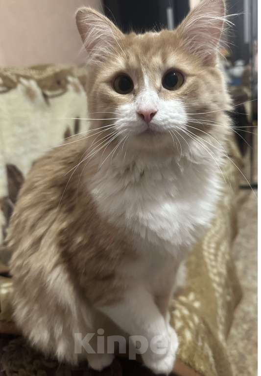 Кошки в Москве: Пропал кот Стёпа Мальчик, 5 000 руб. - фото 1