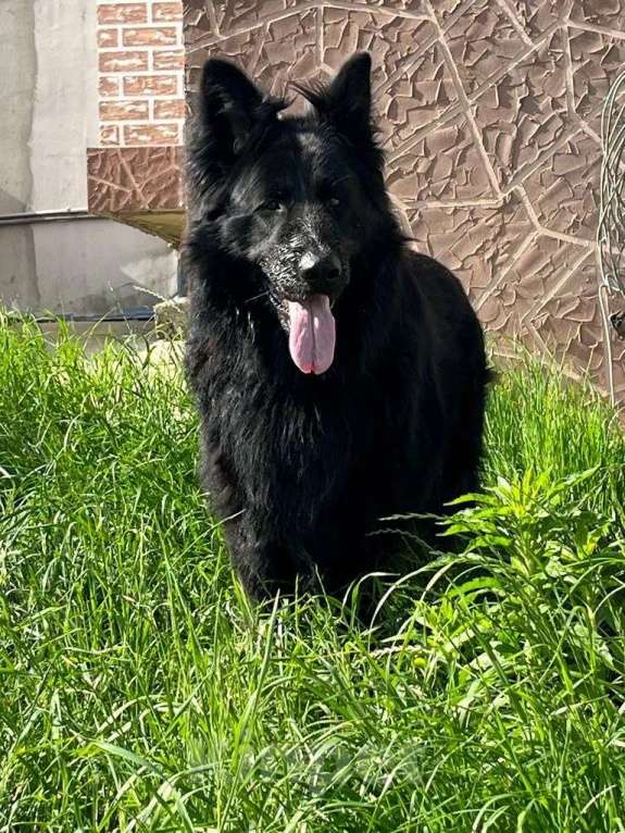 Собаки в других городах Краснодарского края: Щенок немецкой офчарки (красавчик)  Мальчик, 25 000 руб. - фото 2