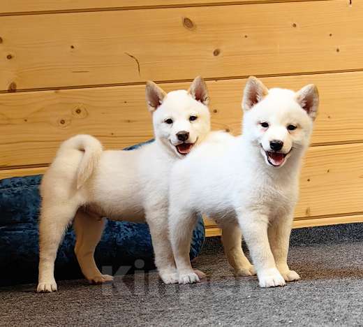 Собаки в Москве: Мальчишки. Белые Сиба ину Мальчик, 60 000 руб. - фото 5