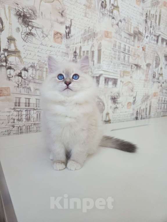 Кошки в Москве: Котенок невской маскарадной Девочка, Бесплатно - фото 1