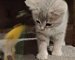 Кошки в Электростали: Шотландские короткошёрстные вислоухие котята Мальчик, 15 000 руб. - фото 3