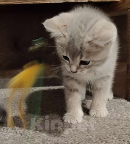 Кошки в Электростали: Шотландские короткошёрстные вислоухие котята Мальчик, 15 000 руб. - фото 3