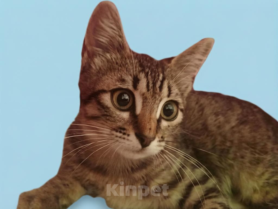Кошки в Долгопрудном: Габи ищет любящего хозяина Девочка, Бесплатно - фото 4