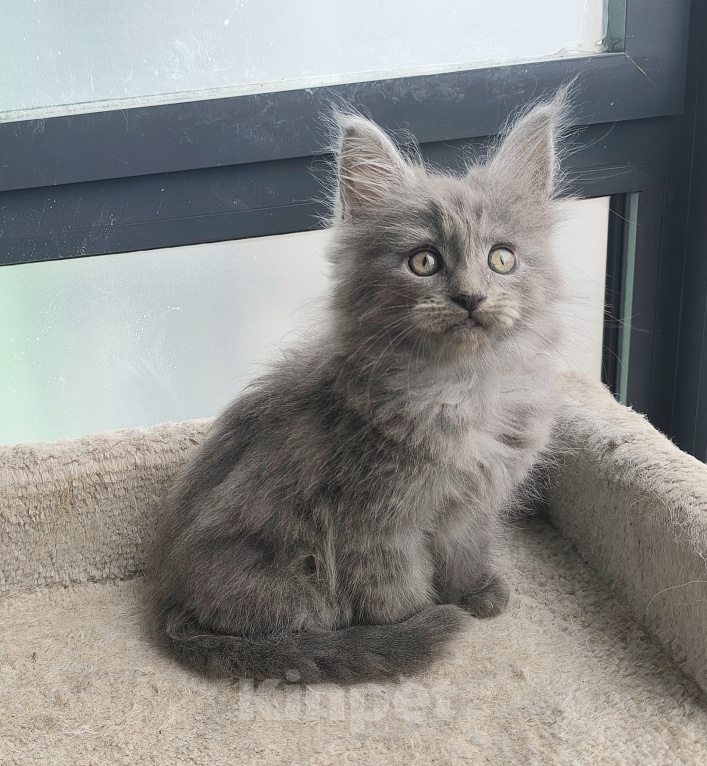Кошки в Санкт-Петербурге: Котенок мейн-кун Мальчик, 65 000 руб. - фото 3