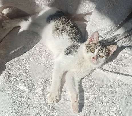 Кошки в Ульяновске: Ласковая девочка 2 мес. Девочка, Бесплатно - фото 9