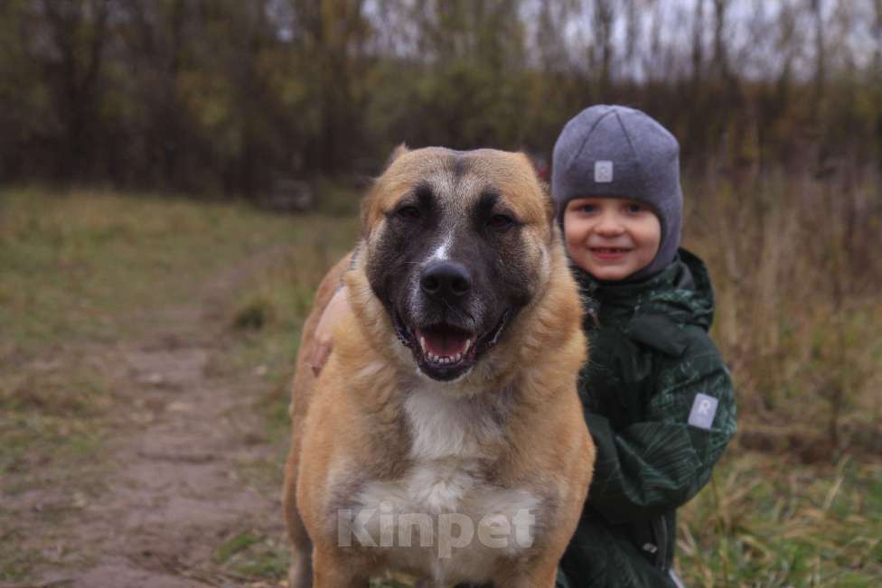 Собаки в Видном: Алабай Санса, 3 года Девочка, Бесплатно - фото 1