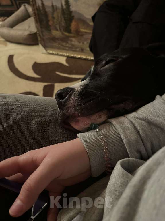 Собаки в Серпухове: Отдам в добрые руки Мальчик, Бесплатно - фото 3