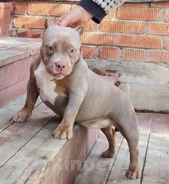 Собаки в Москве: Американский булли. Мини покет. Девочка Девочка, 120 000 руб. - фото 6