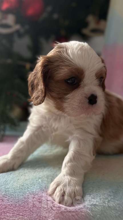 Собаки в Москве: Кавалер Кинг Чарльз спаниель девочка Мальчик, 60 000 руб. - фото 6