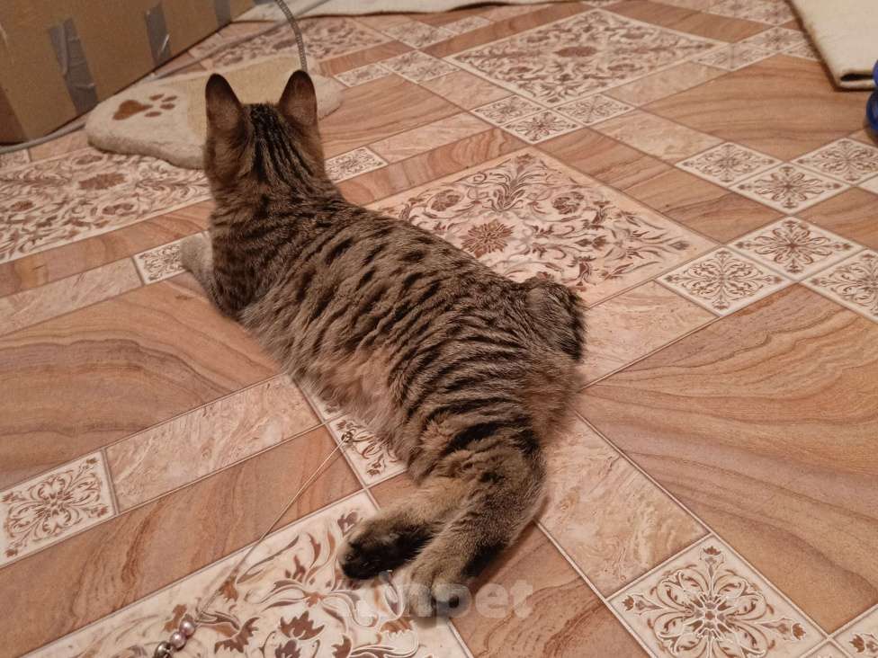 Кошки в Комсомольске-На-Амуре: Курильский бобтейл Мальчик, 50 000 руб. - фото 3