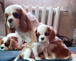 Собаки в других городах Московской области: Мальчик кавалер Кинг Чарльз спаниель Мальчик, 70 000 руб. - фото 2