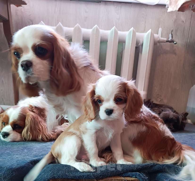 Собаки в других городах Московской области: Мальчик кавалер Кинг Чарльз спаниель Мальчик, 70 000 руб. - фото 2