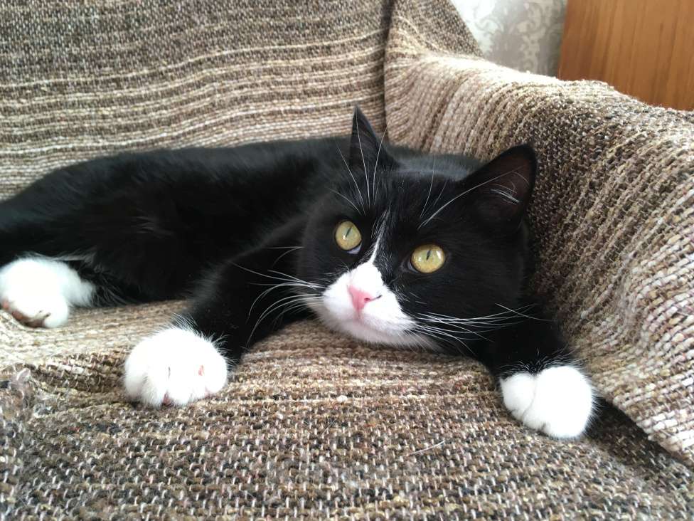 Кошки в Санкт-Петербурге: Потерялась кошка Девочка, 3 000 руб. - фото 5