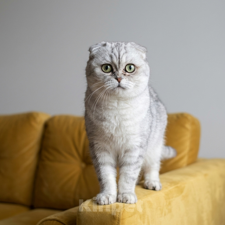 Кошки в Москве: кошка Луна в добрые руки Девочка, Бесплатно - фото 2
