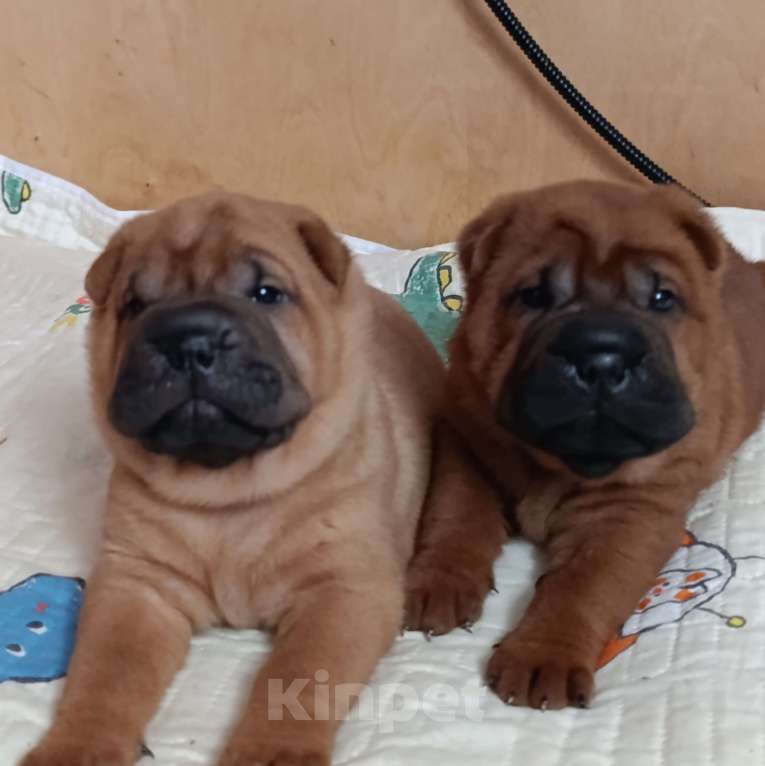 Собаки в других городах Калужской области: Щенки шарпея Мальчик, 50 000 руб. - фото 2