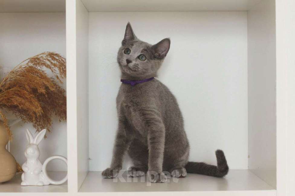 Кошки в Москве: Русский голубой котенок Мальчик, 60 000 руб. - фото 4