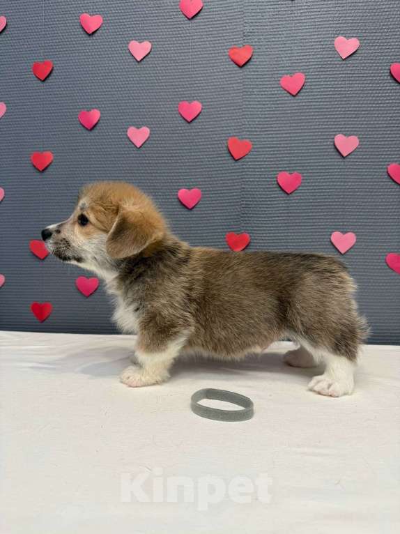 Собаки в Кургане: Щенок вельш корги пемброк, кобель Мальчик, 40 000 руб. - фото 3