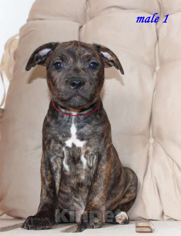 Собаки в Москве: Щенки стаффордширского бультерьера Мальчик, 50 000 руб. - фото 2