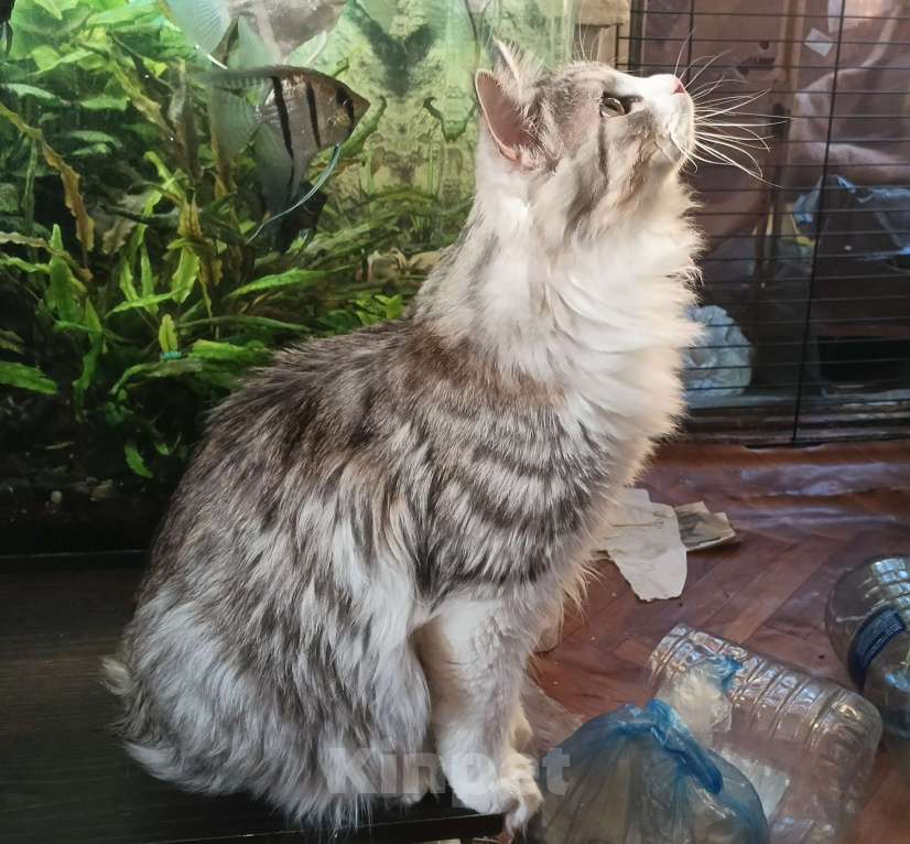 Кошки в Москве: Котёнок мальчик курильский бобтейл Мальчик, 50 000 руб. - фото 3