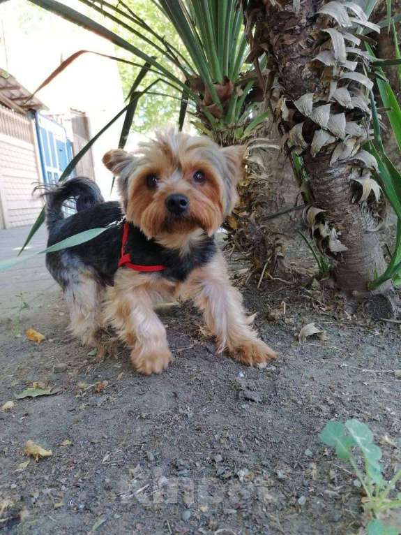 Собаки в Анапе: Найден взрослый кобель йоркширского терьера  Мальчик, Бесплатно - фото 2