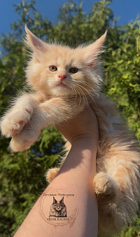 Котик красный мрамор на серебре